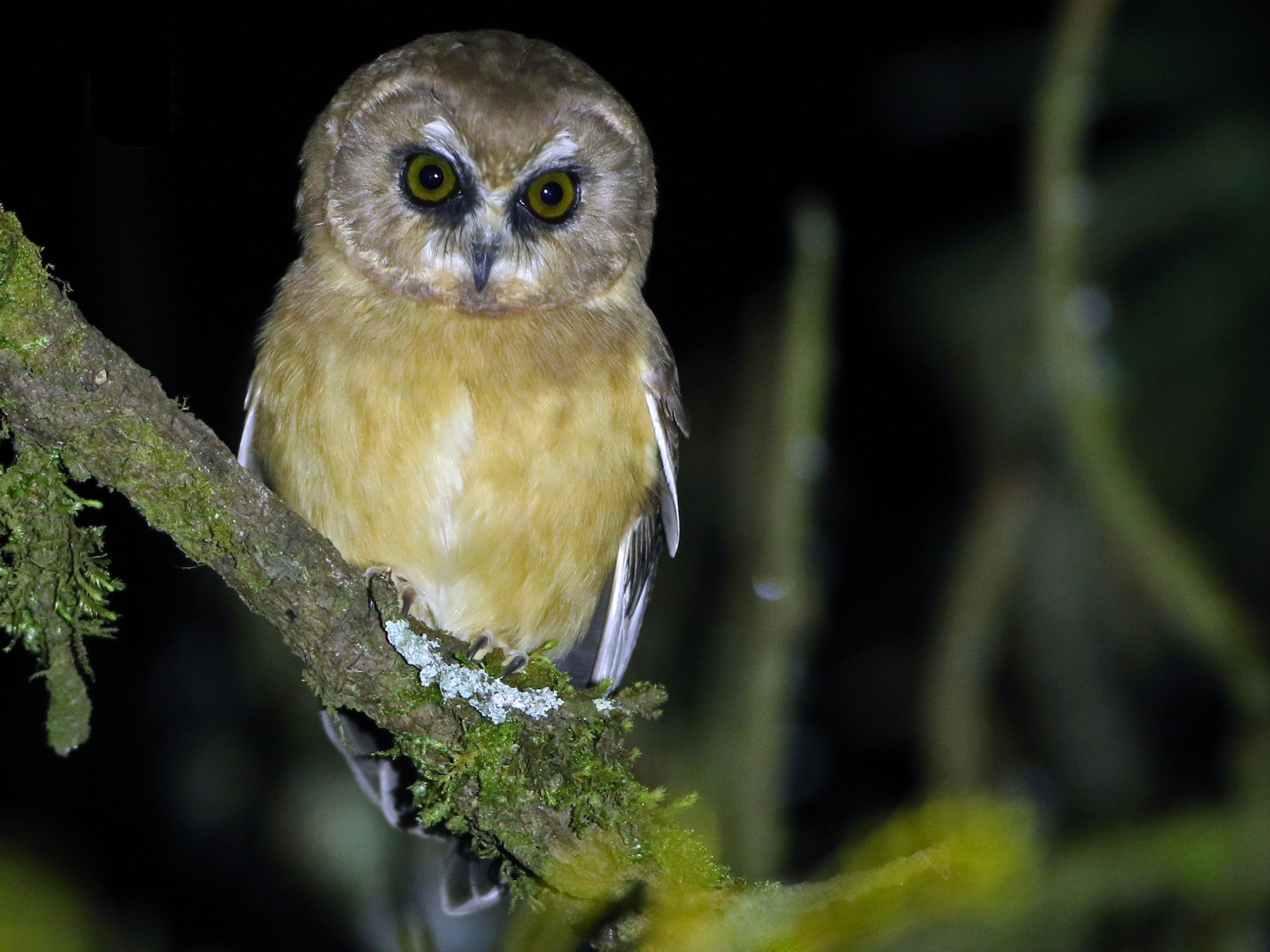 Unspotted Saw-whet Owl - Luke Seitz