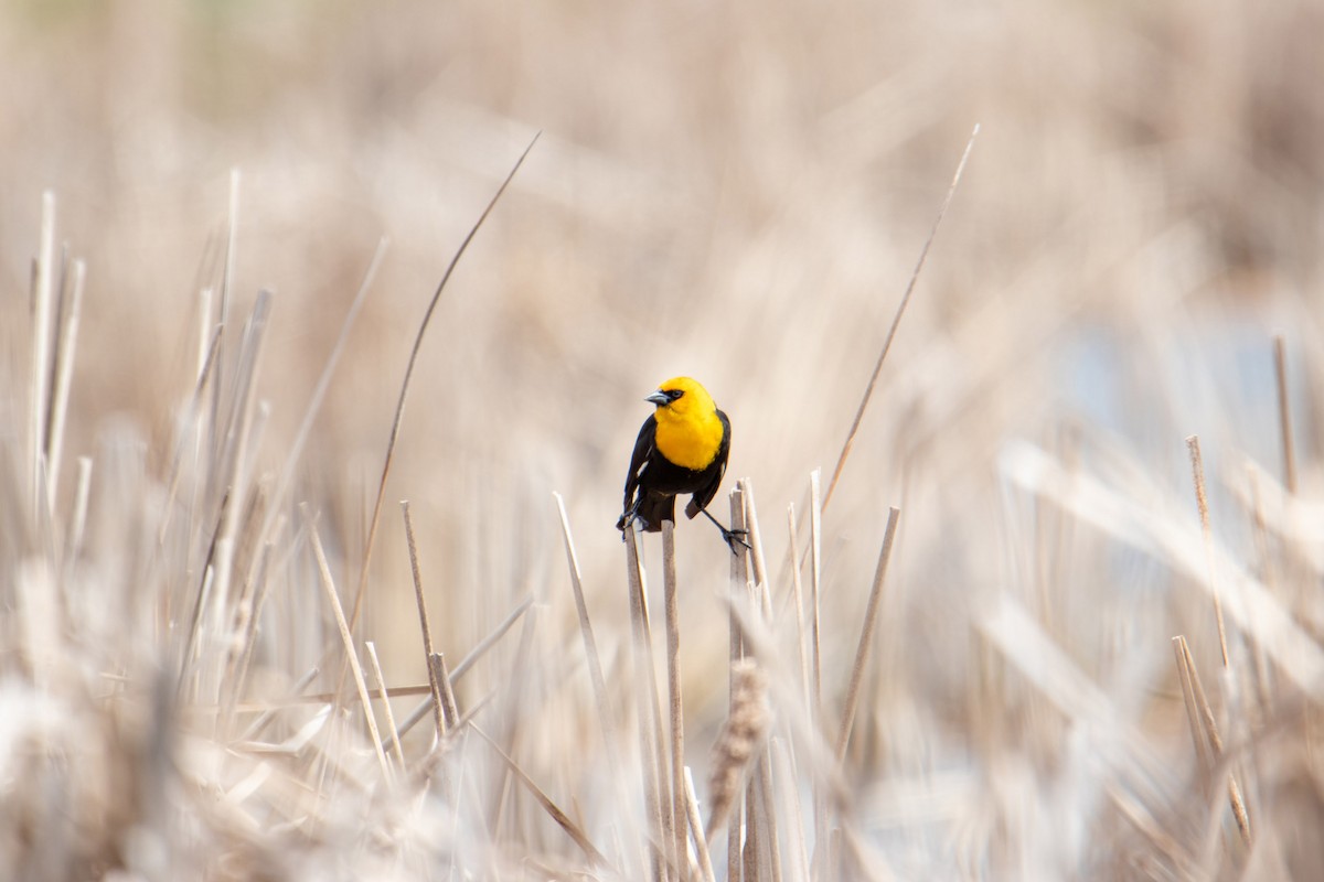 Yellow-headed Blackbird - ML229782421