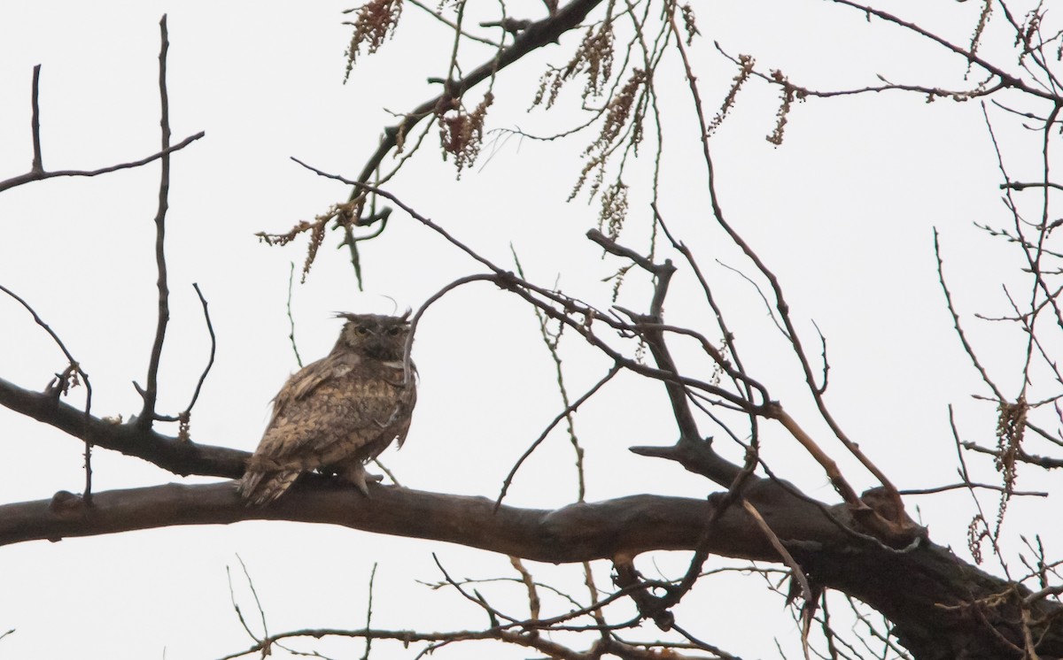 Great Horned Owl - ML229782521