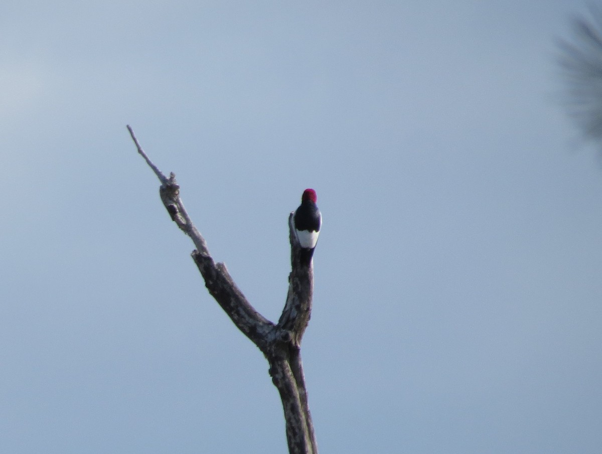 Red-headed Woodpecker - Brian Wulker