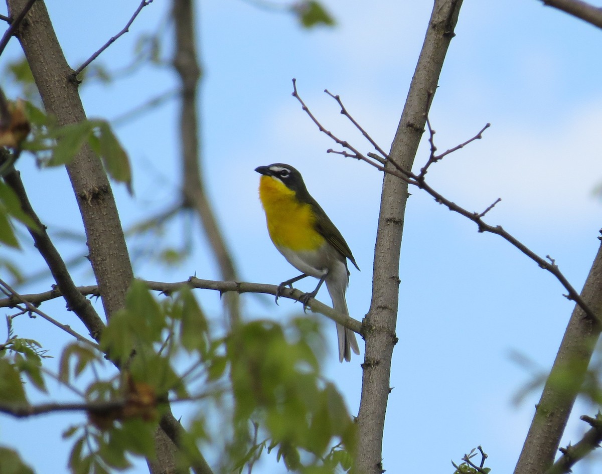 Yellow-breasted Chat - Brian Wulker