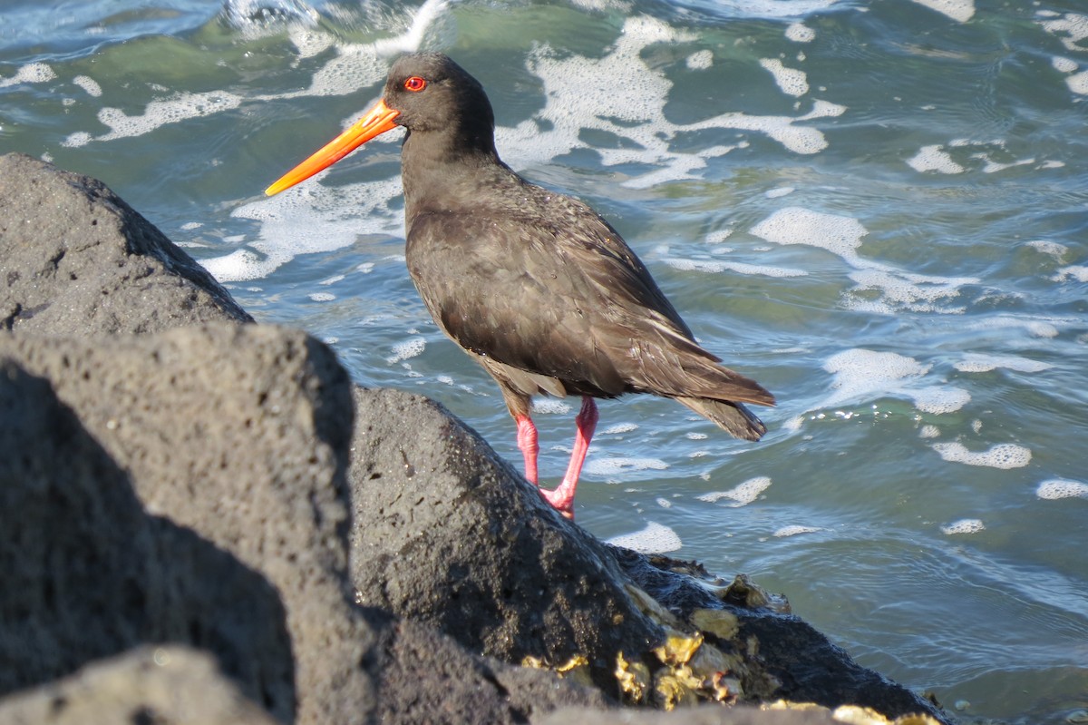 South Island Oystercatcher - Todd Pepper