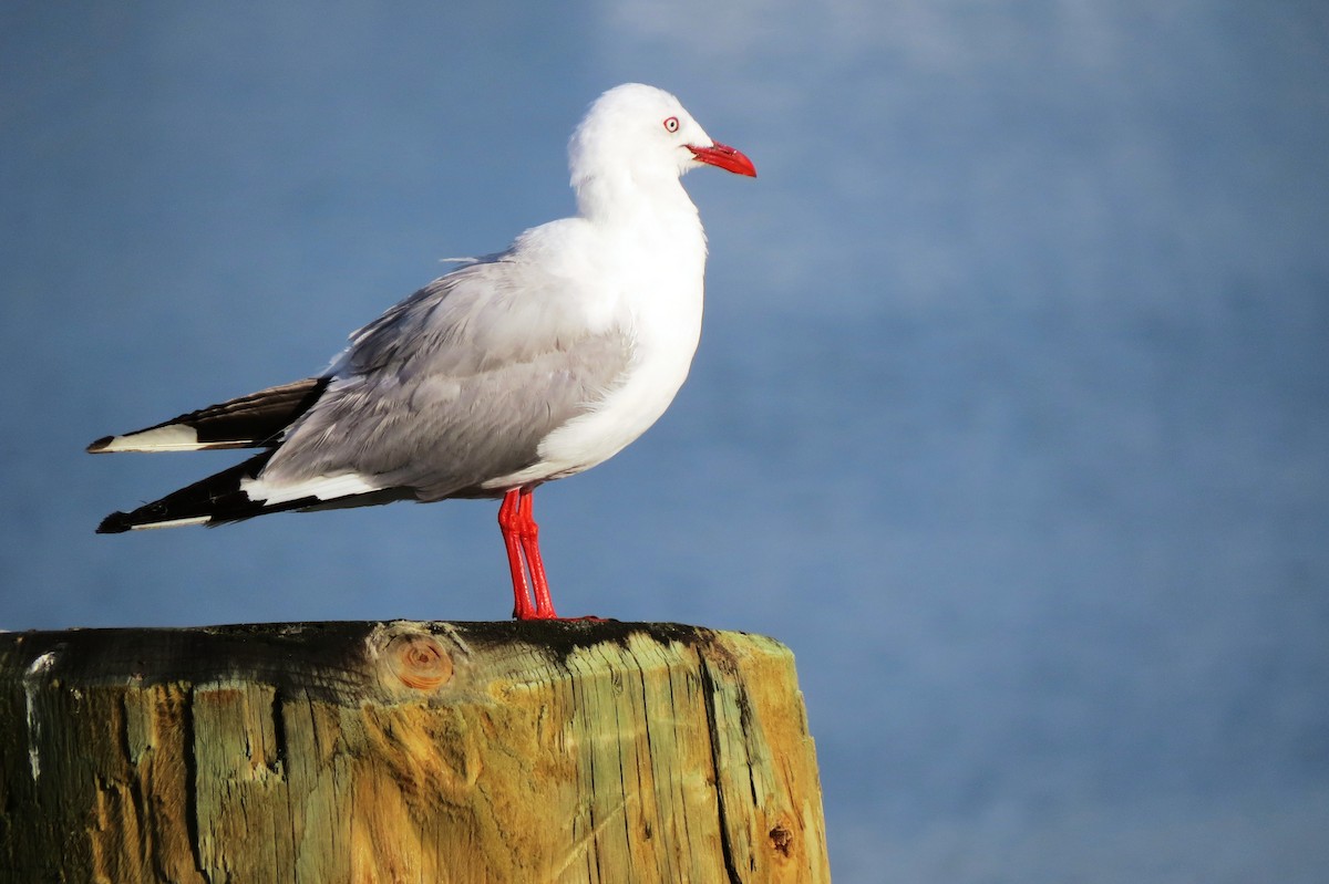 Silver Gull (Red-billed) - ML22978441
