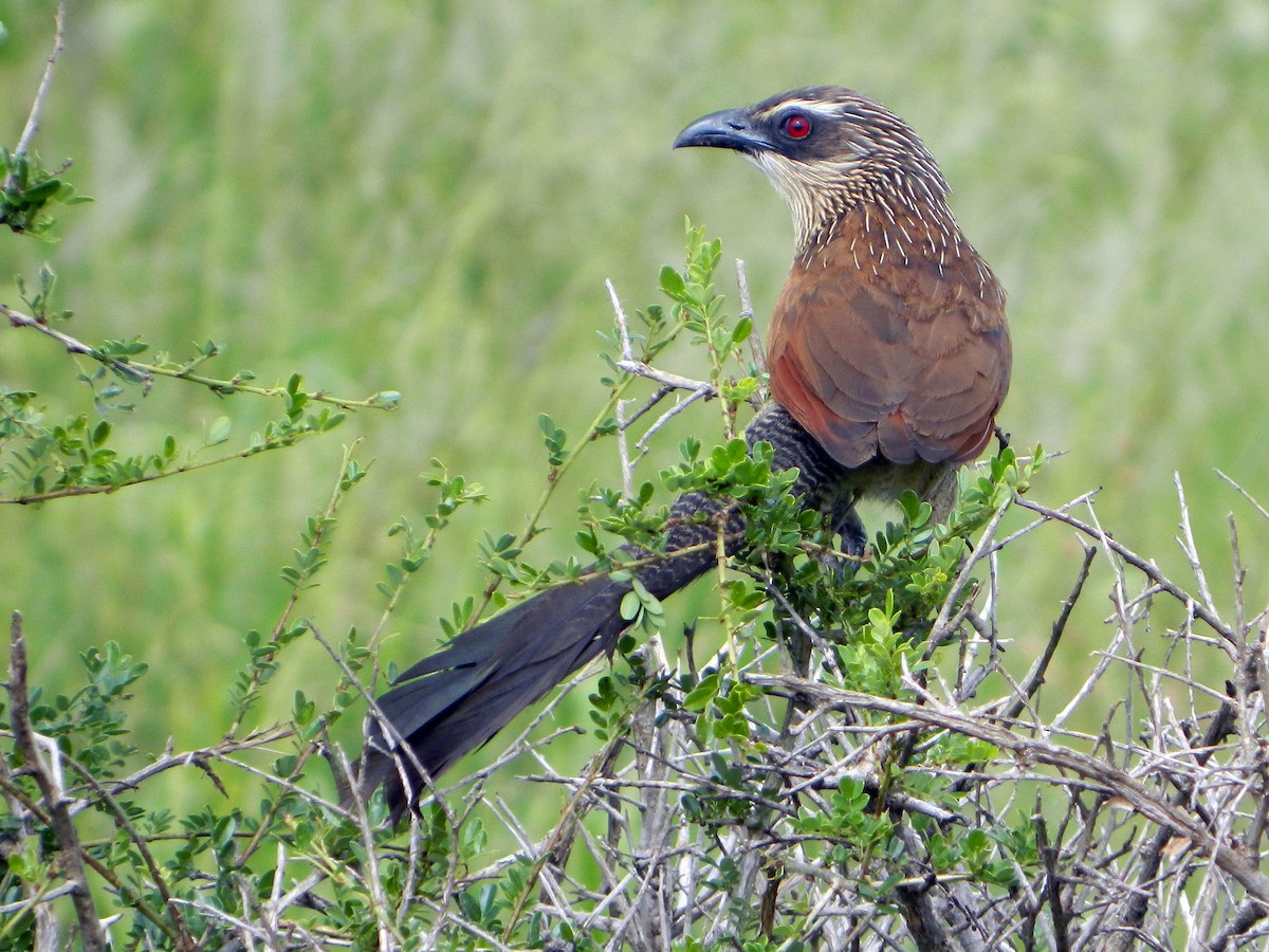 White-browed Coucal (White-browed) - Louis Imbeau