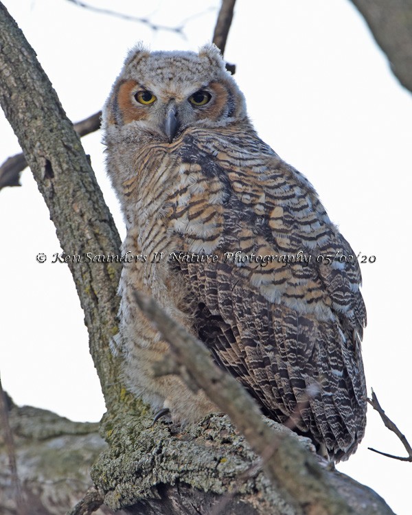 Great Horned Owl - ML229789451