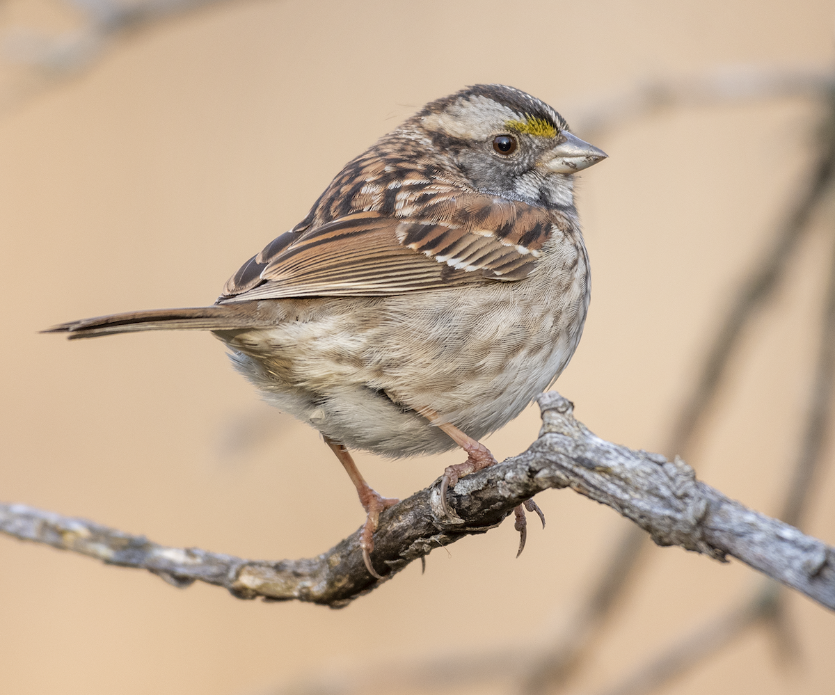 White-throated Sparrow - ML229798401