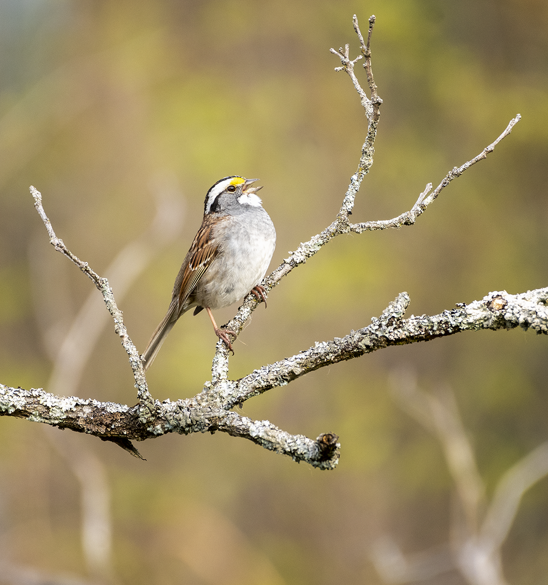 White-throated Sparrow - ML229798461