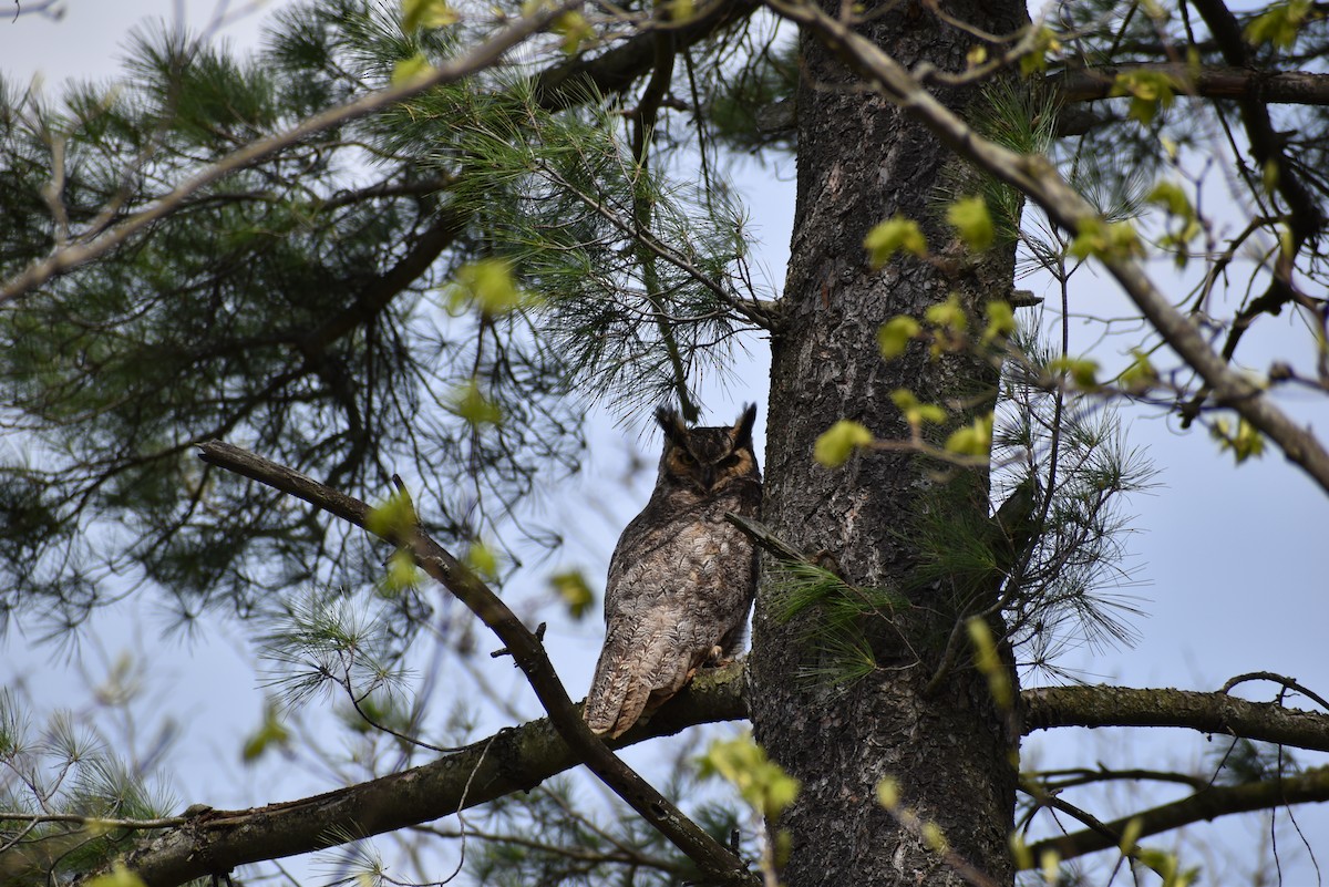 Great Horned Owl - ML229798661