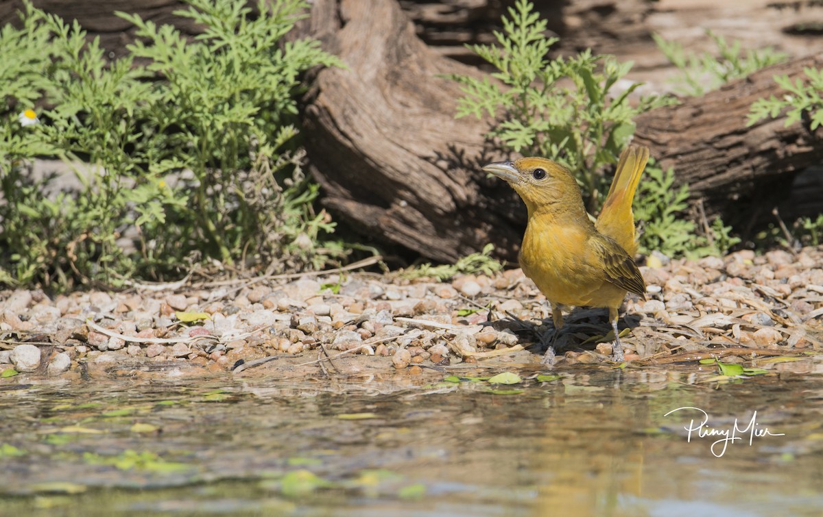 Summer Tanager - Pliny Mier