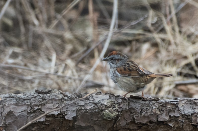 Swamp Sparrow - Larry Bird