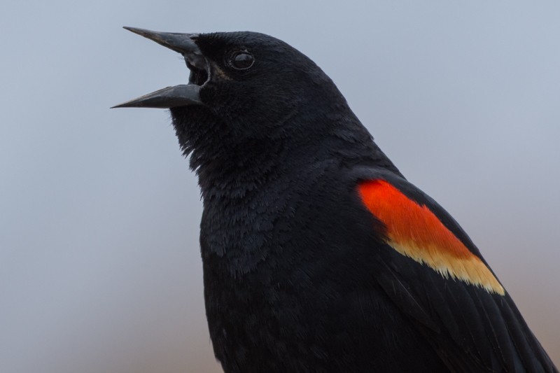 Red-winged Blackbird - Larry Bird