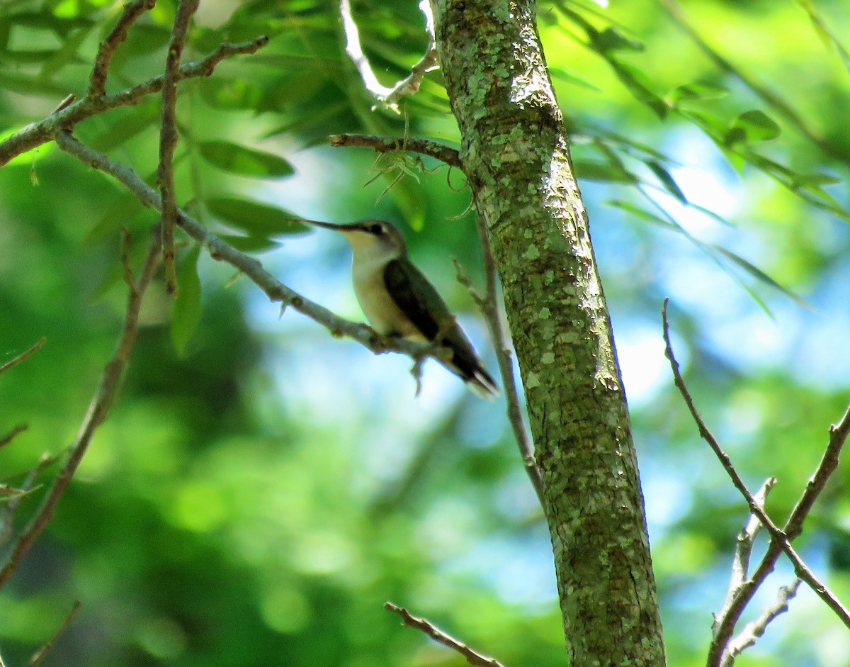 Ruby-throated Hummingbird - Ken Spilios