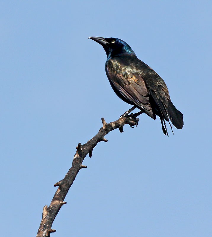 Common Grackle - Jay Gilliam