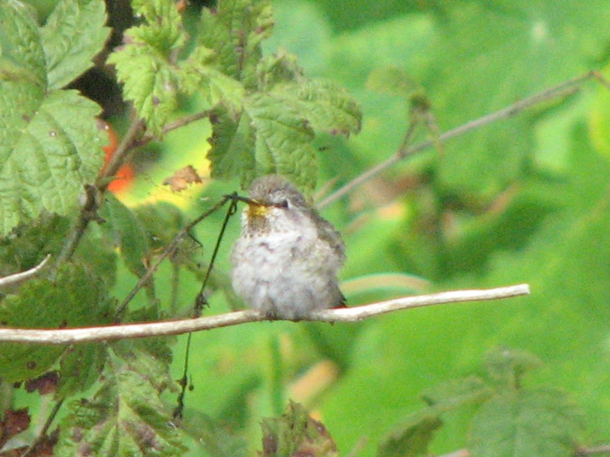 Costa's Hummingbird - Steve Gerow