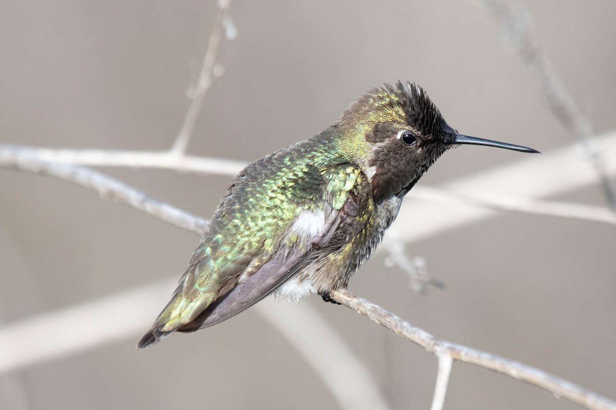 Anna's Hummingbird - ML229816471