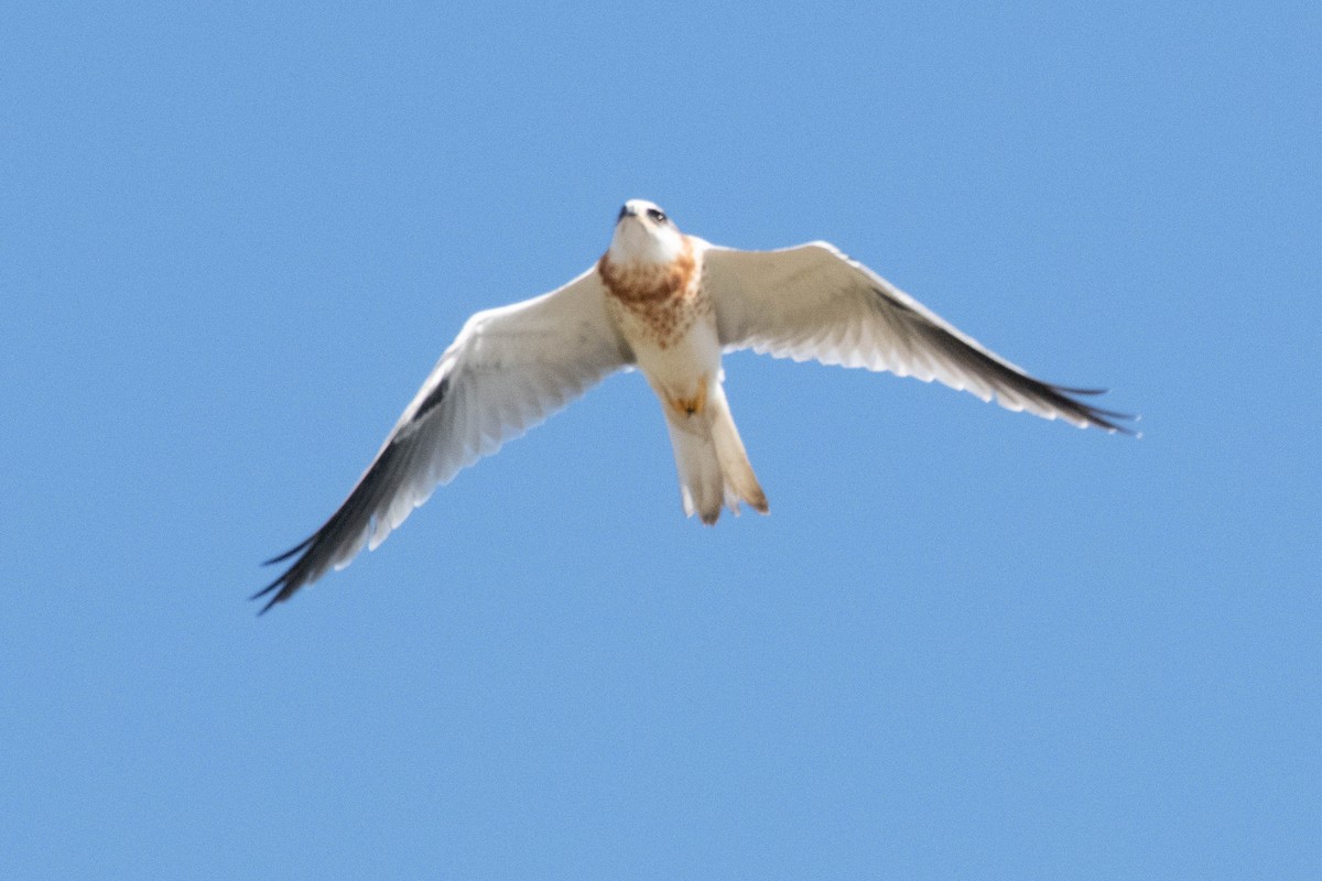 White-tailed Kite - ML229817541
