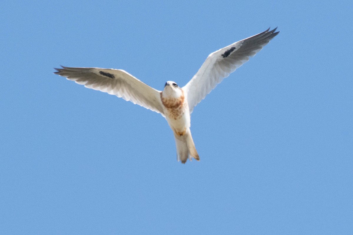 White-tailed Kite - James McNamara
