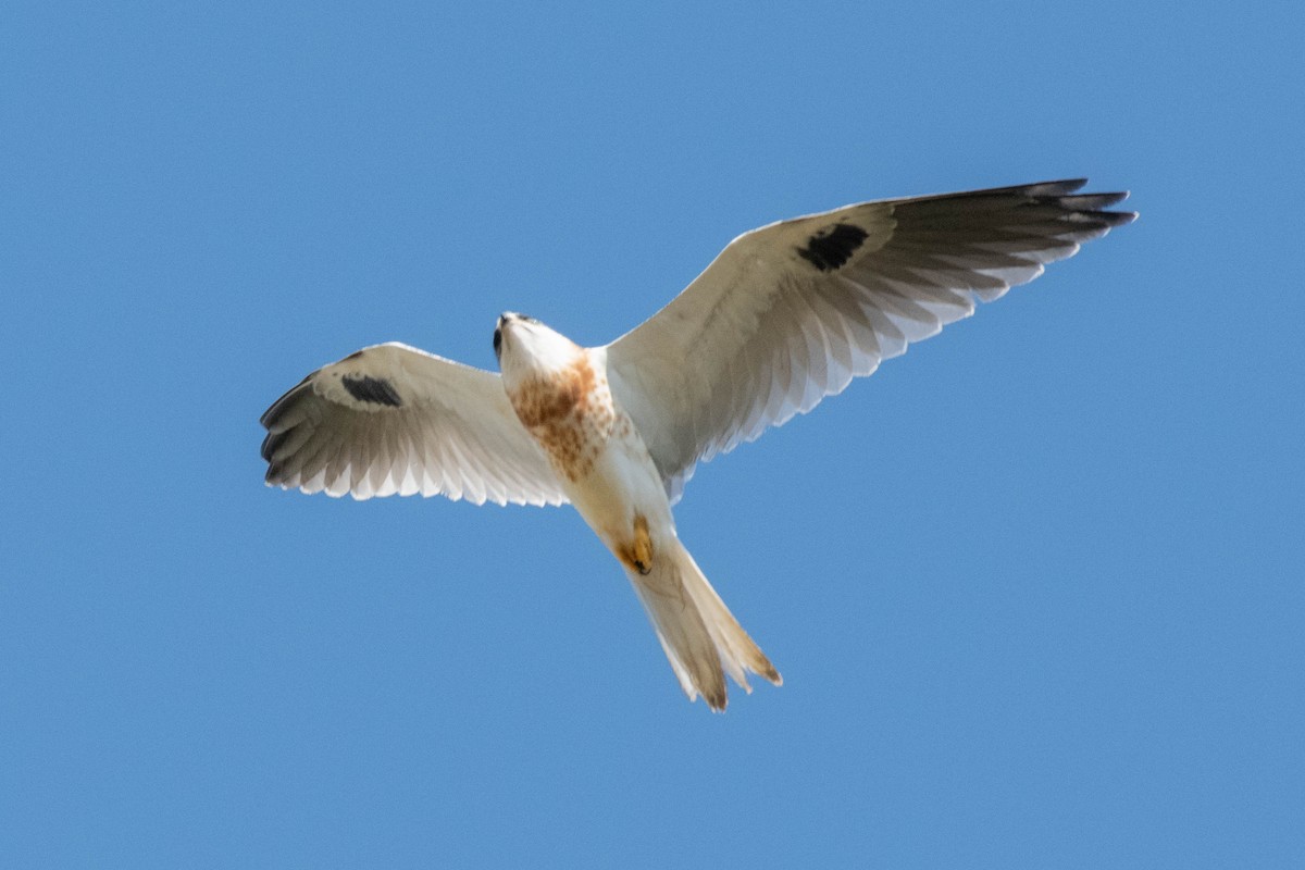 White-tailed Kite - James McNamara