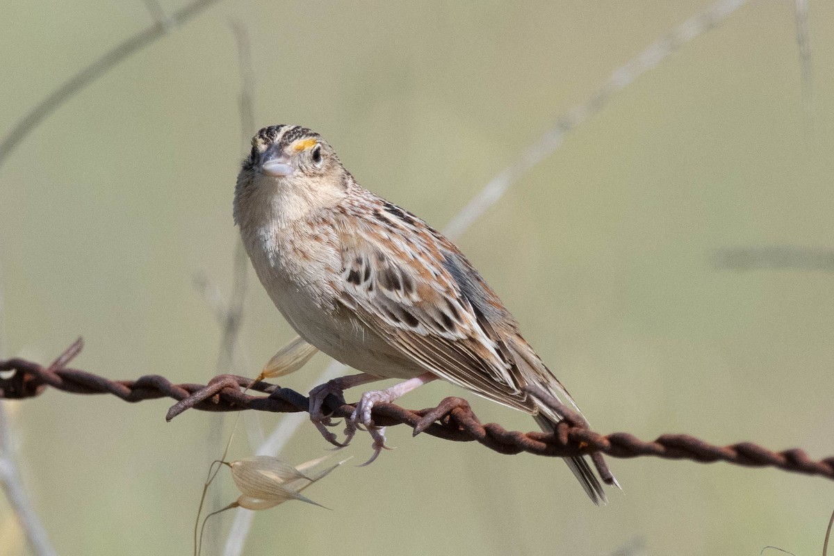 Grasshopper Sparrow - ML229818801