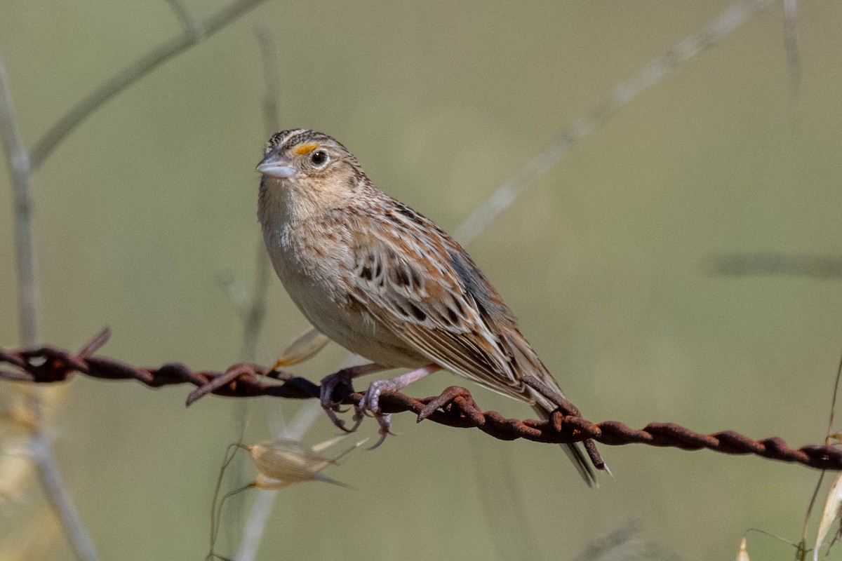 Grasshopper Sparrow - ML229818821