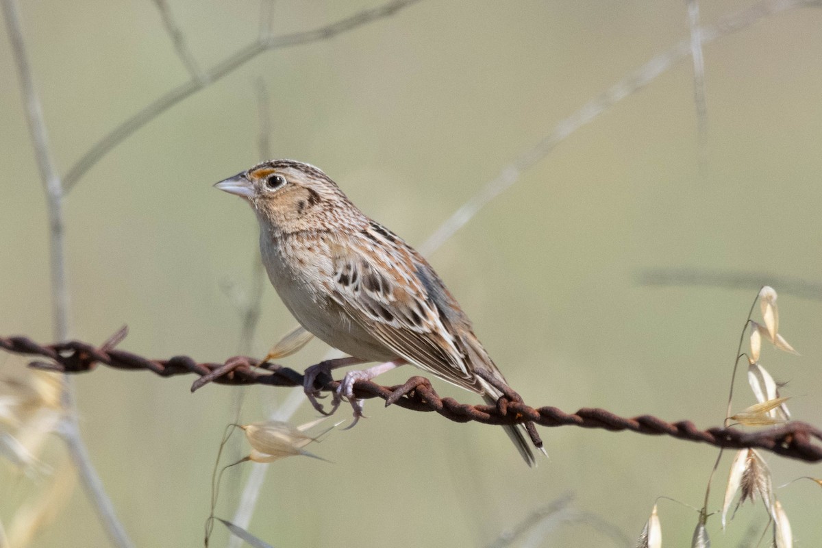 Grasshopper Sparrow - ML229818891