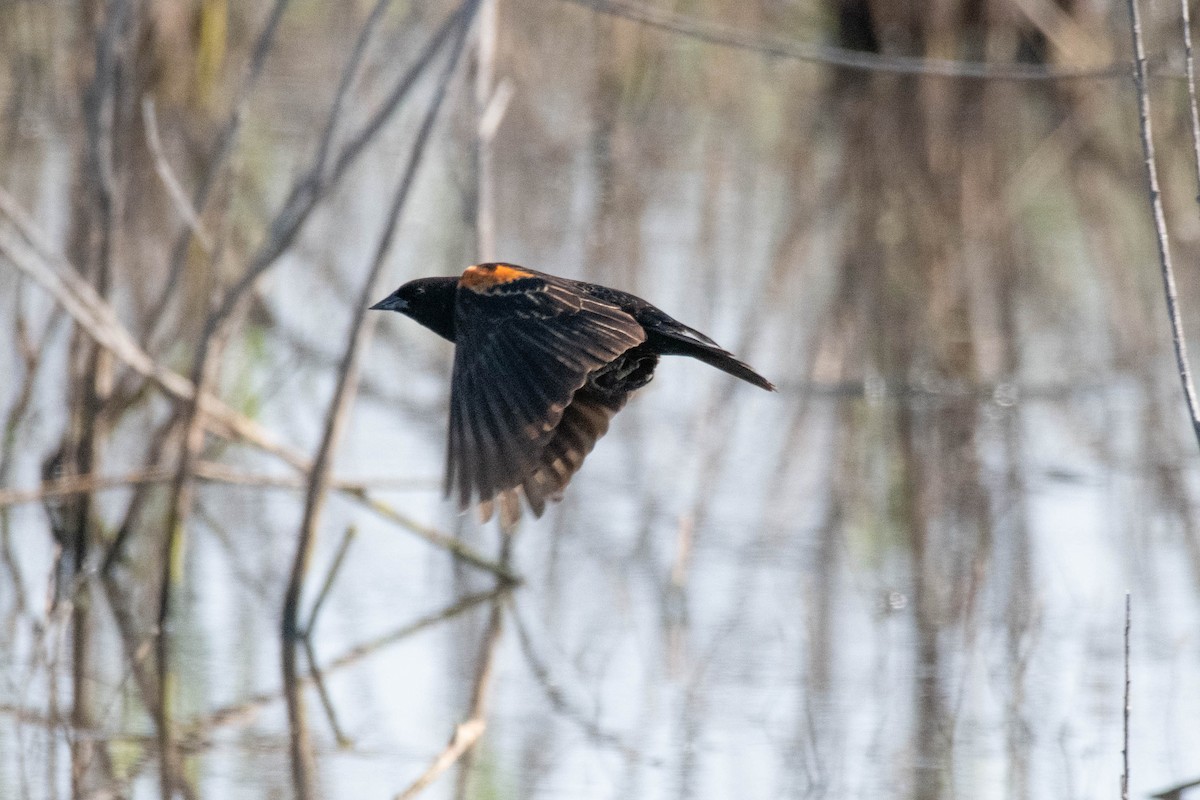 Red-winged Blackbird - James McNamara