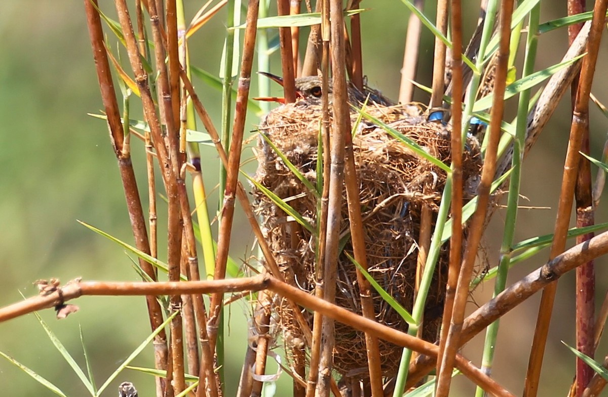 Madagascar Swamp Warbler - ML229822631