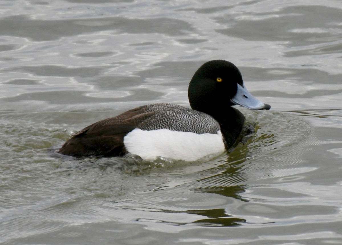 Greater Scaup - ML229823951