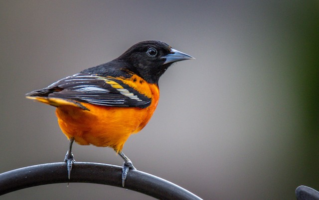 Baltimore Oriole - eBird