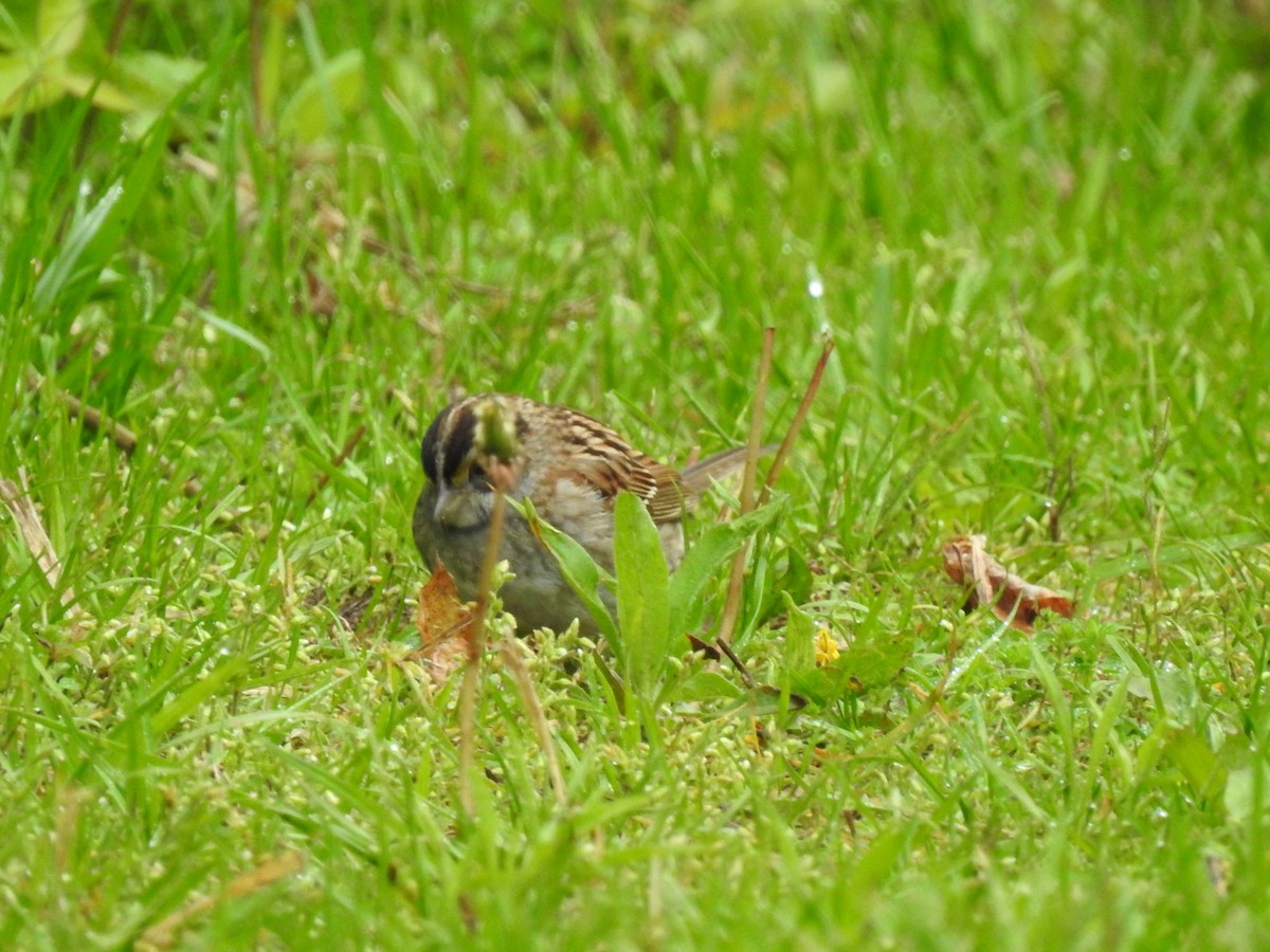 White-throated Sparrow - ML229836751