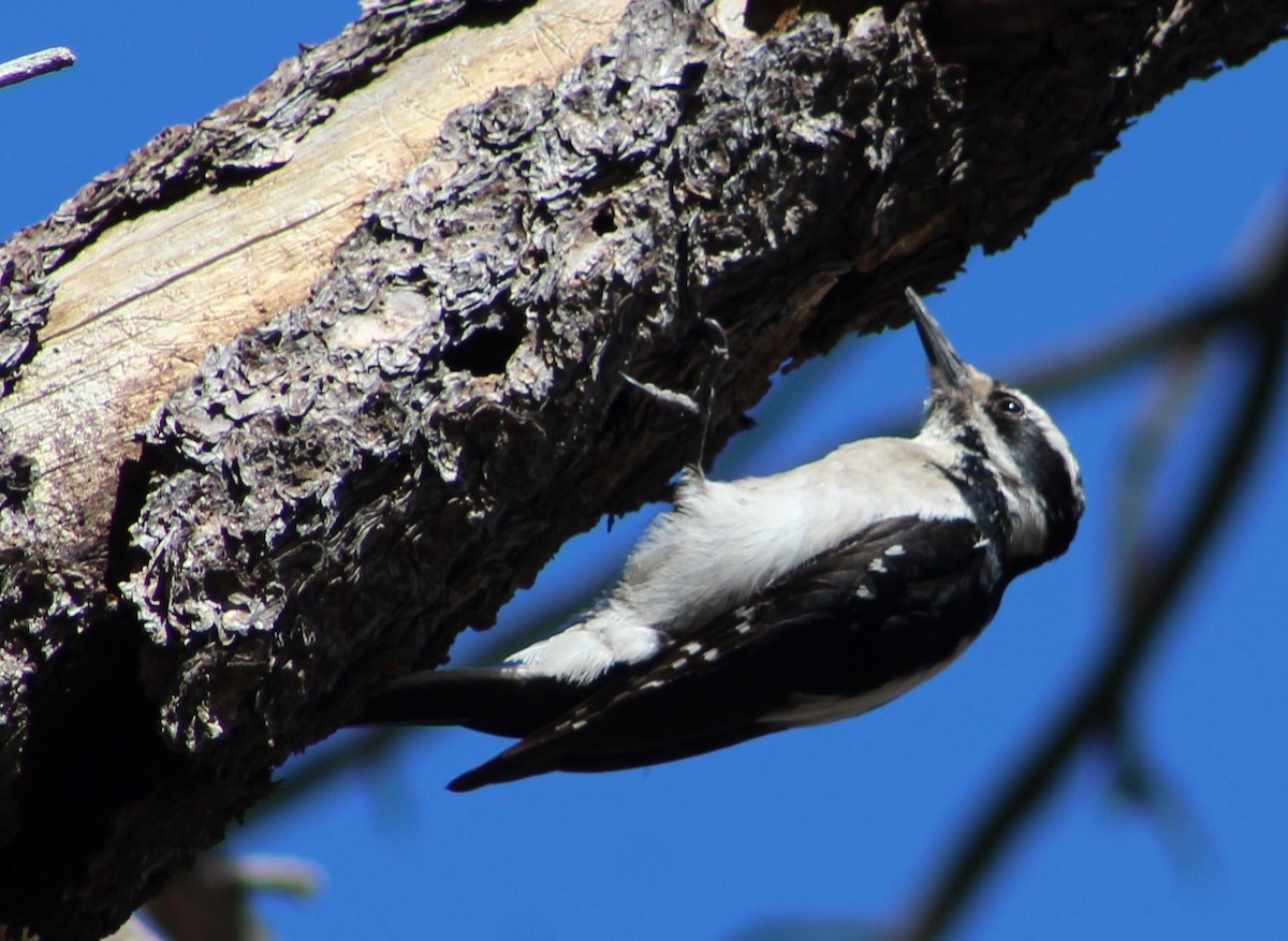Hairy Woodpecker (Rocky Mts.) - ML229836861