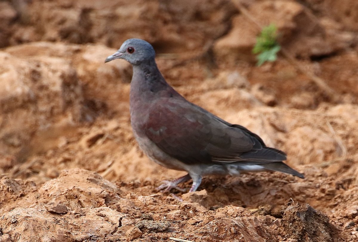 Malagasy Turtle-Dove - ML229837421