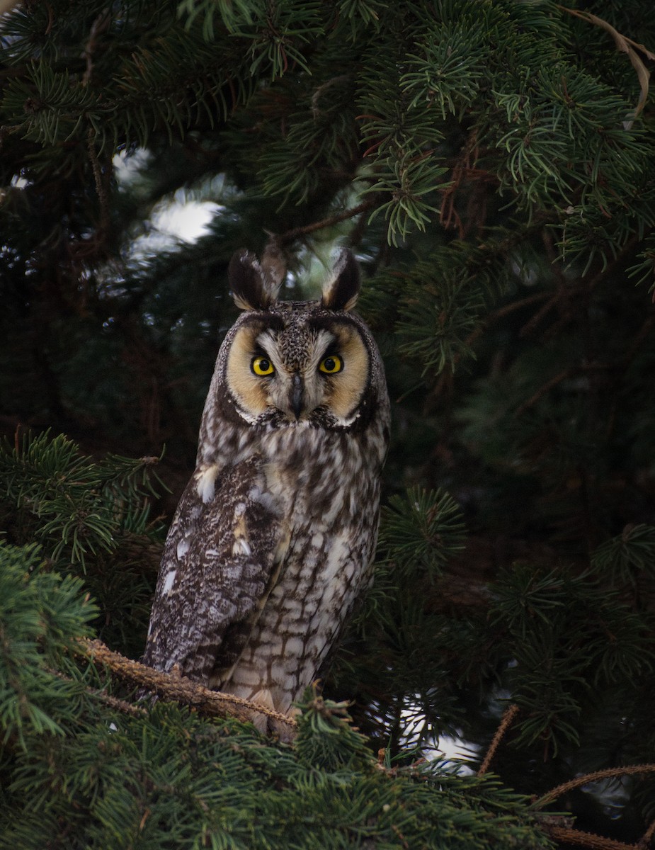 Long-eared Owl - ML229838051