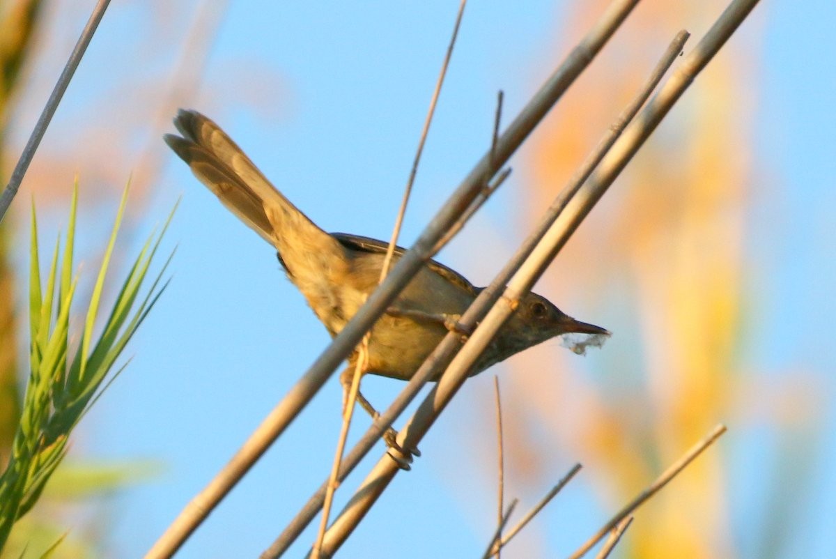 Malagasy Brush-Warbler (Malagasy) - Carmelo López Abad