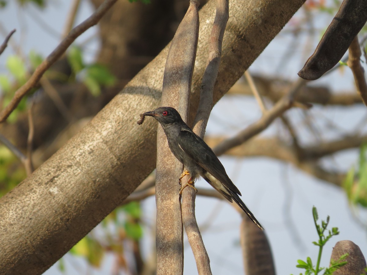Gray-bellied Cuckoo - Ramit Singal