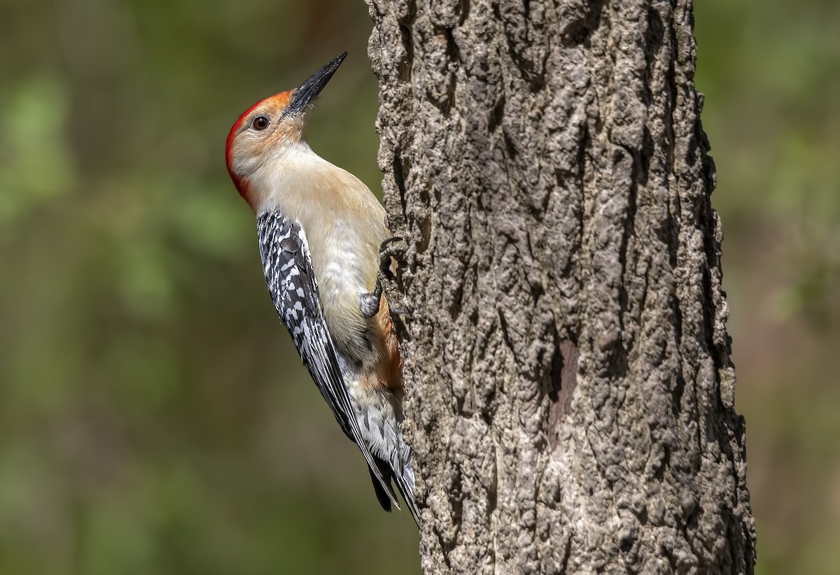 Red-bellied Woodpecker - Jorge Montalvo