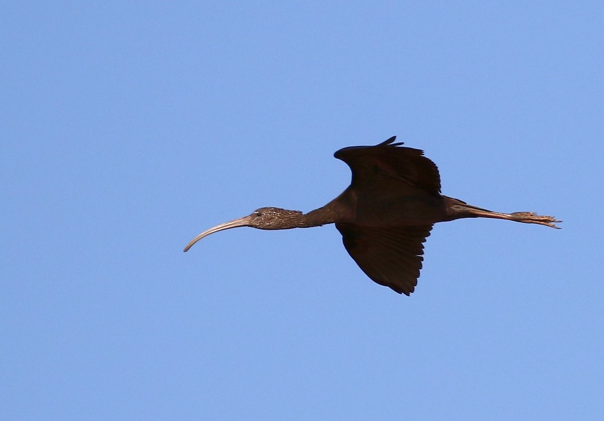 ibis hnědý - ML229840871