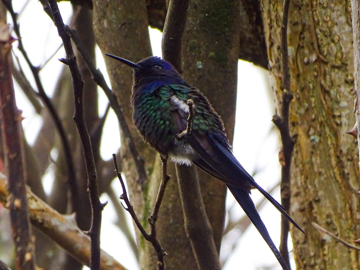 Swallow-tailed Hummingbird - ML229841121