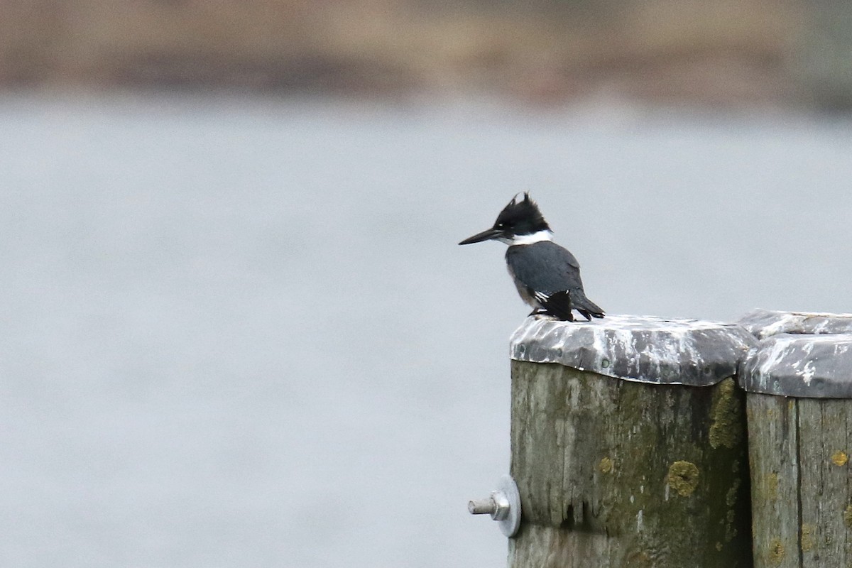 Belted Kingfisher - Russ Smiley