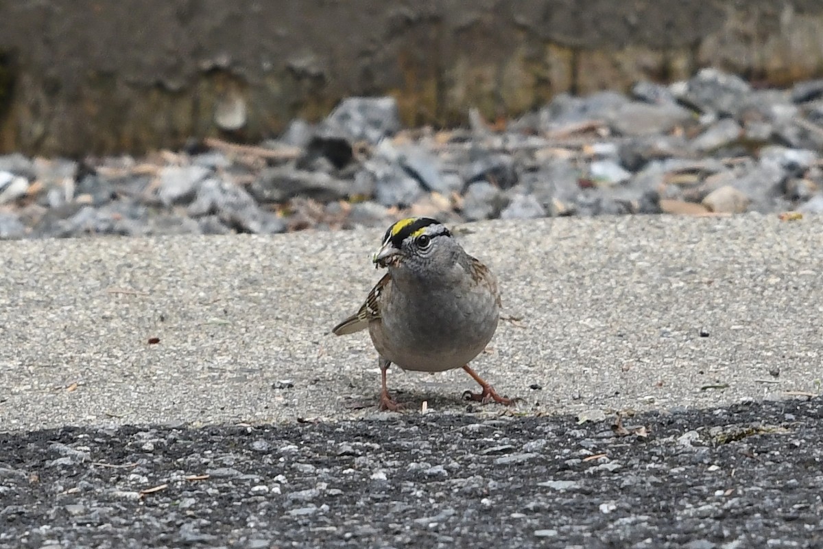 White-crowned x Golden-crowned Sparrow (hybrid) - ML229843471