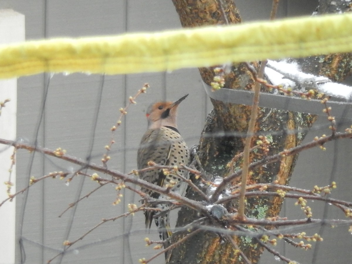 Northern Flicker (Yellow-shafted) - Eric Cormier
