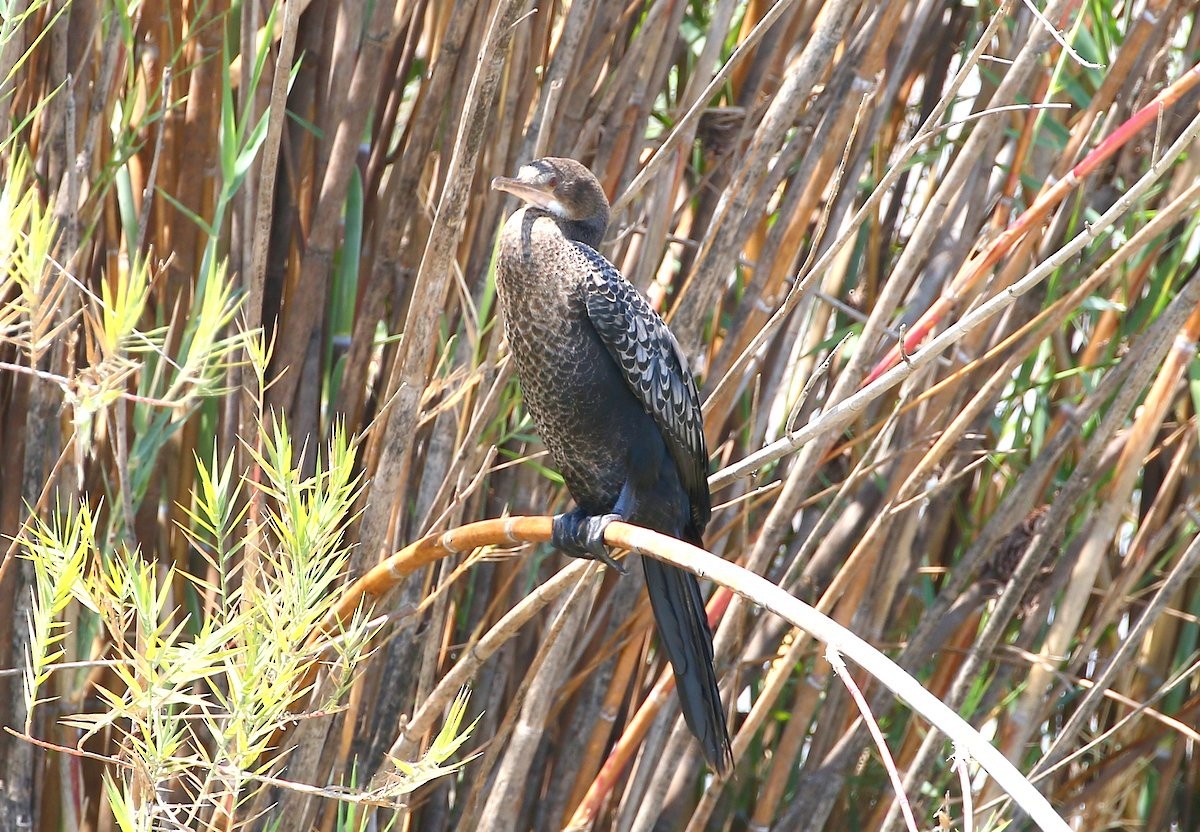 Long-tailed Cormorant - Carmelo López Abad