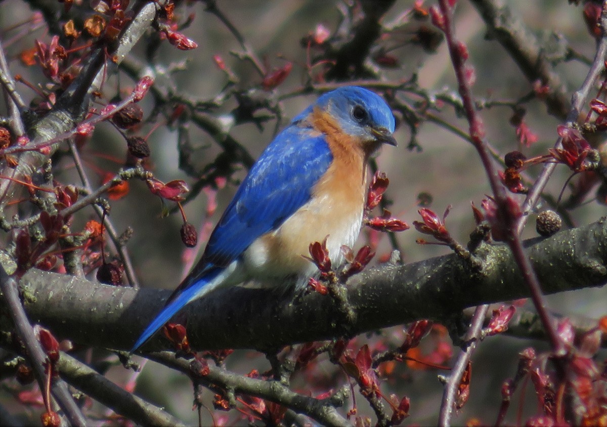 Eastern Bluebird - Kevin Topping