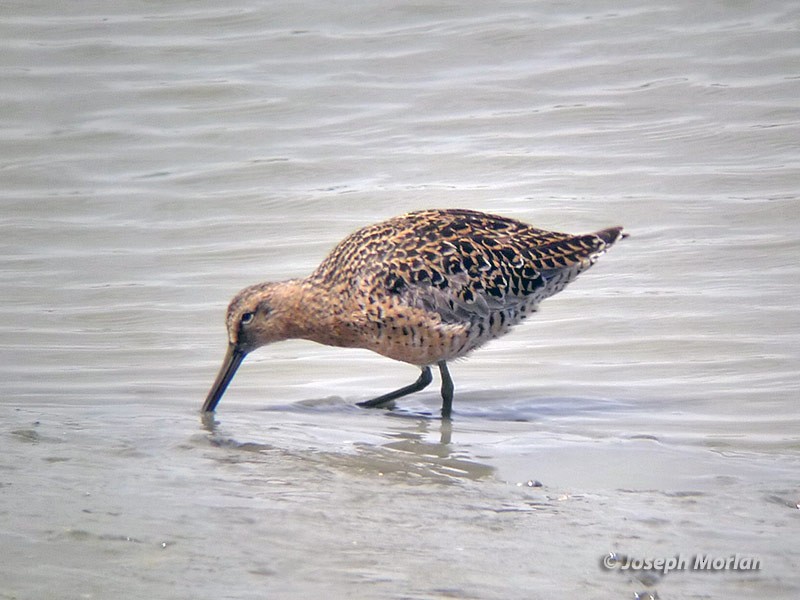 Long-billed Dowitcher - ML229847001