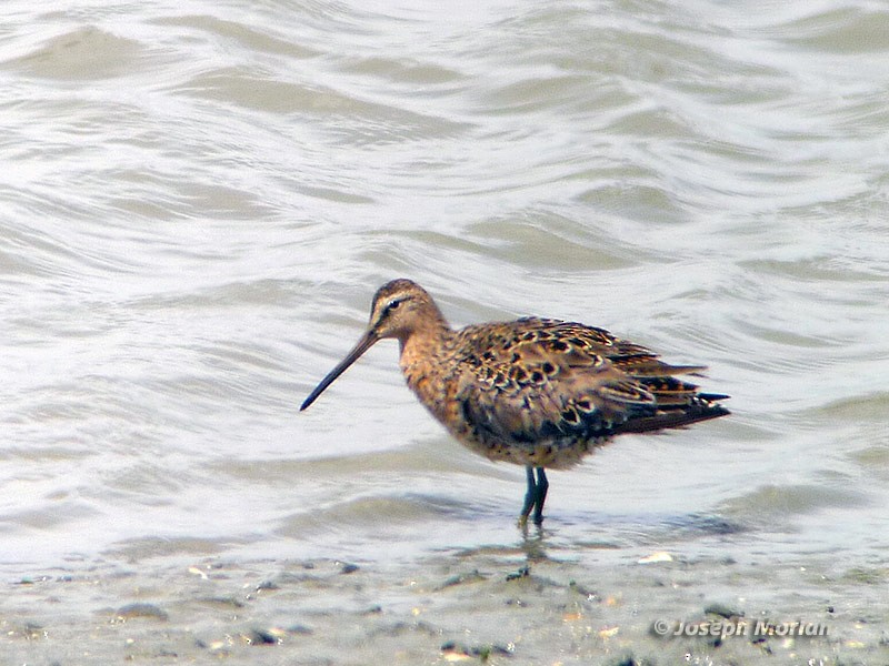 Long-billed Dowitcher - ML229847011