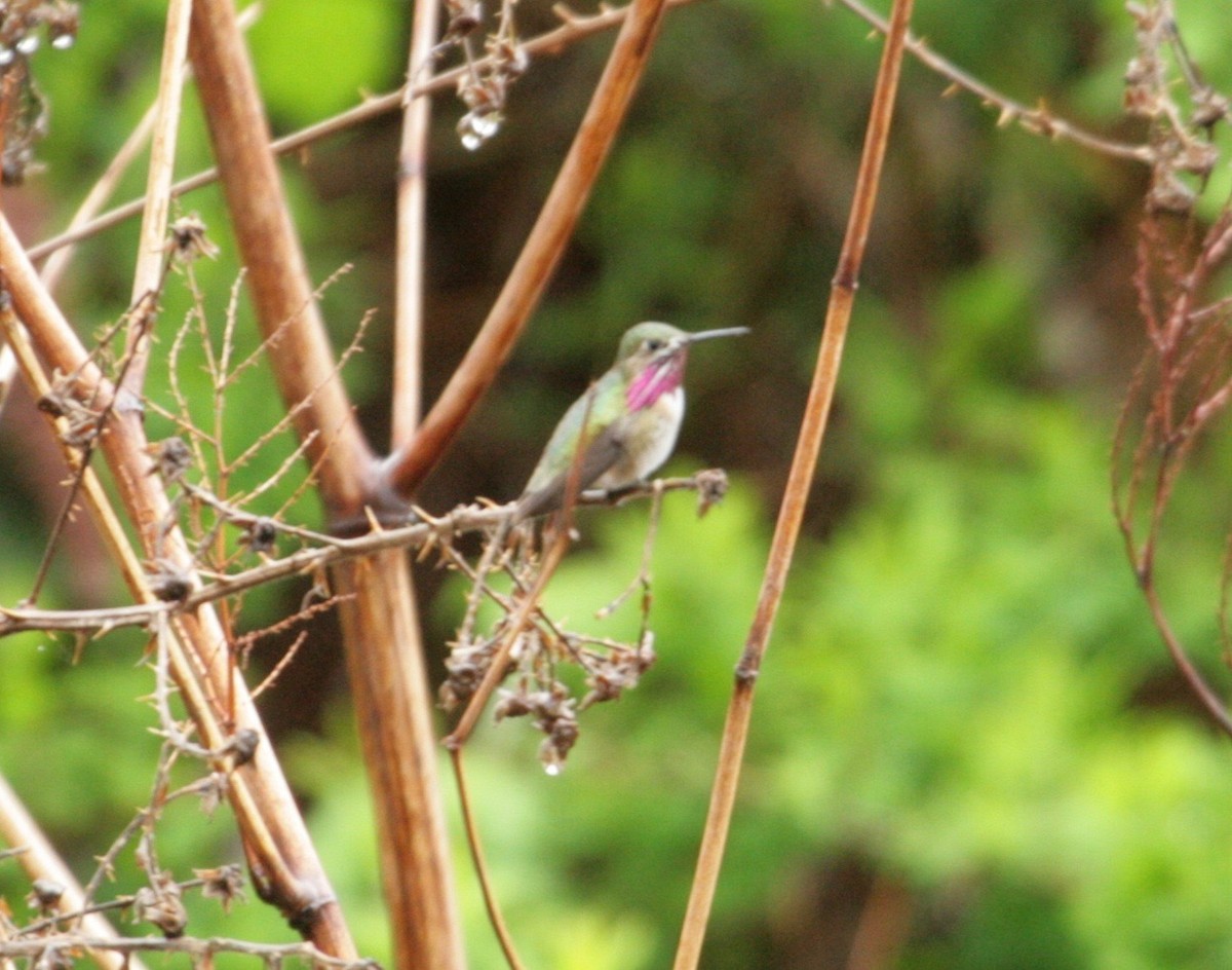 Calliope Hummingbird - Rob Lyske