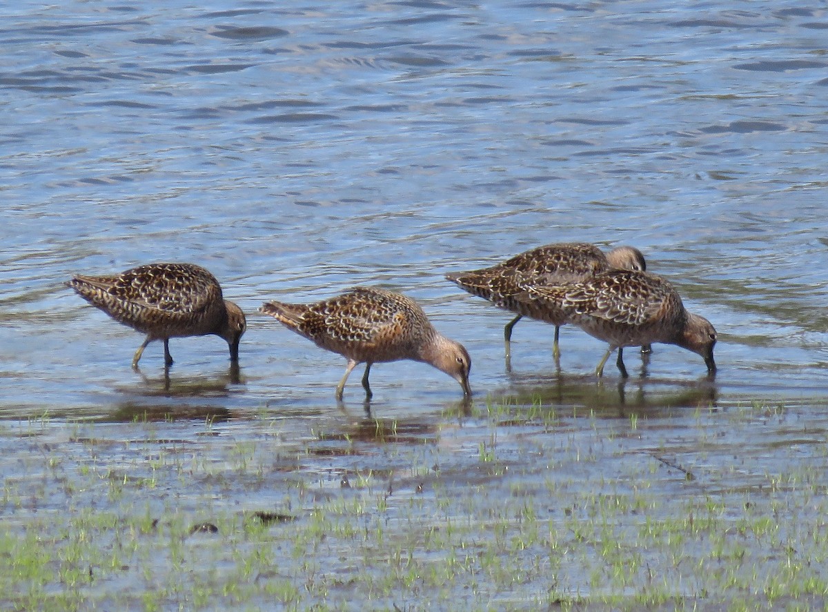 Long-billed Dowitcher - ML229848701