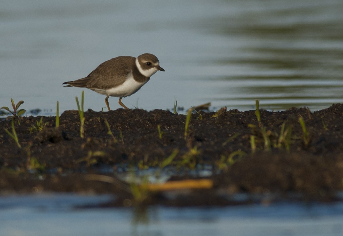 Semipalmated Plover - ML229851371