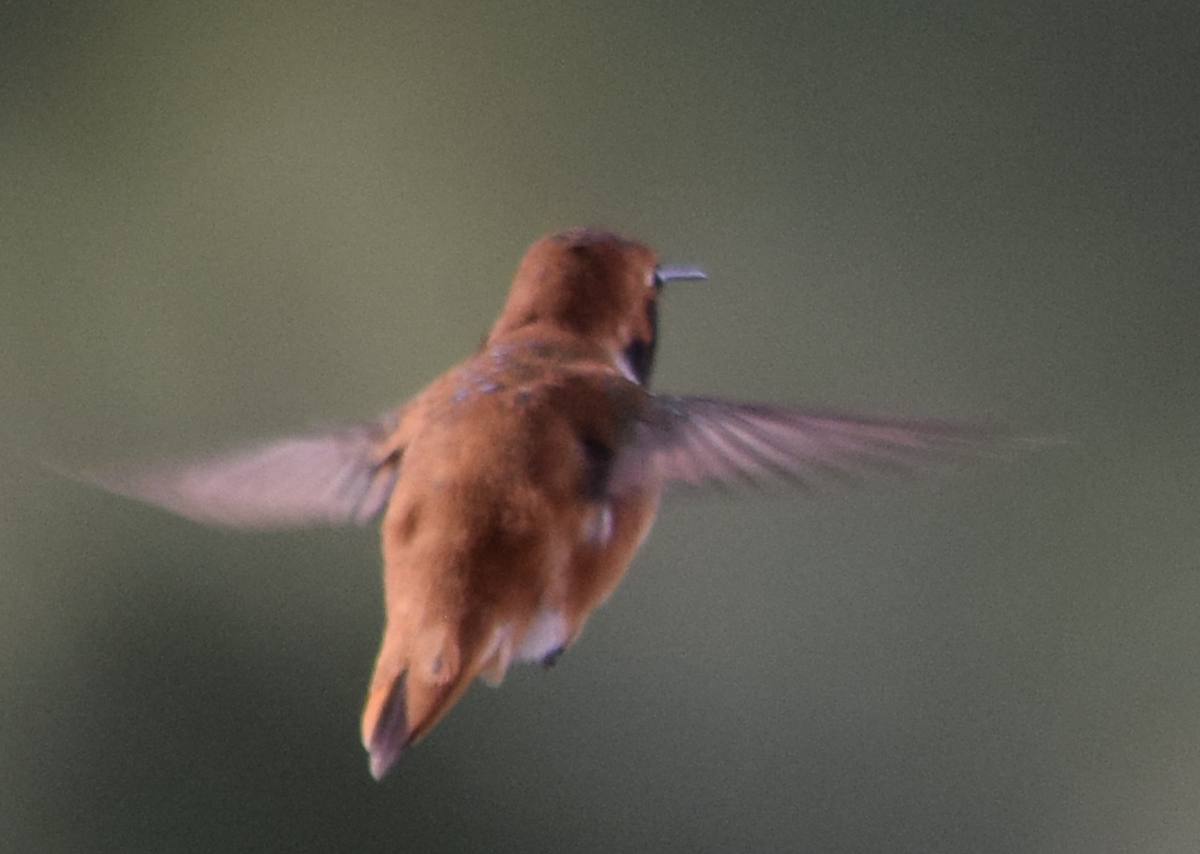 Rufous Hummingbird - ML229852601
