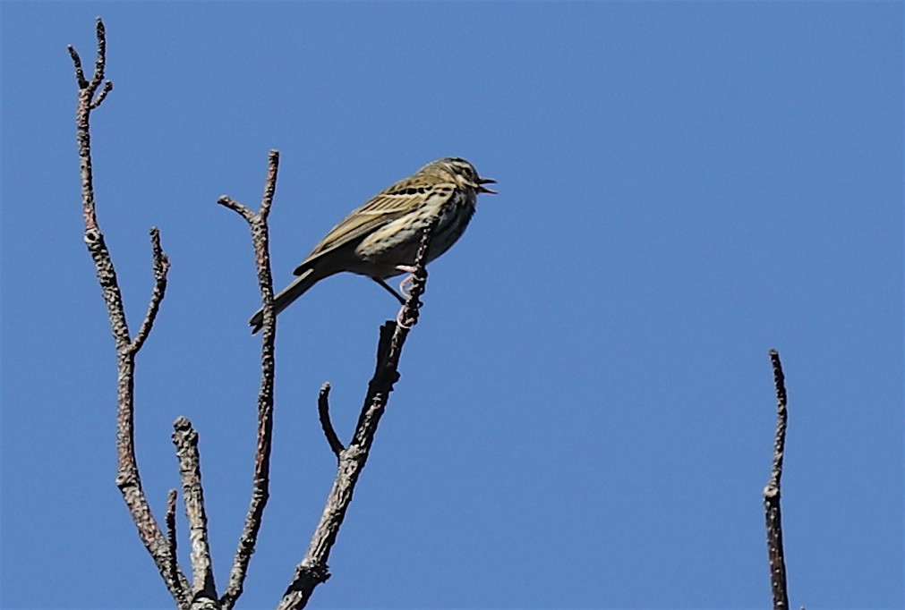 Olive-backed Pipit - ML229852921